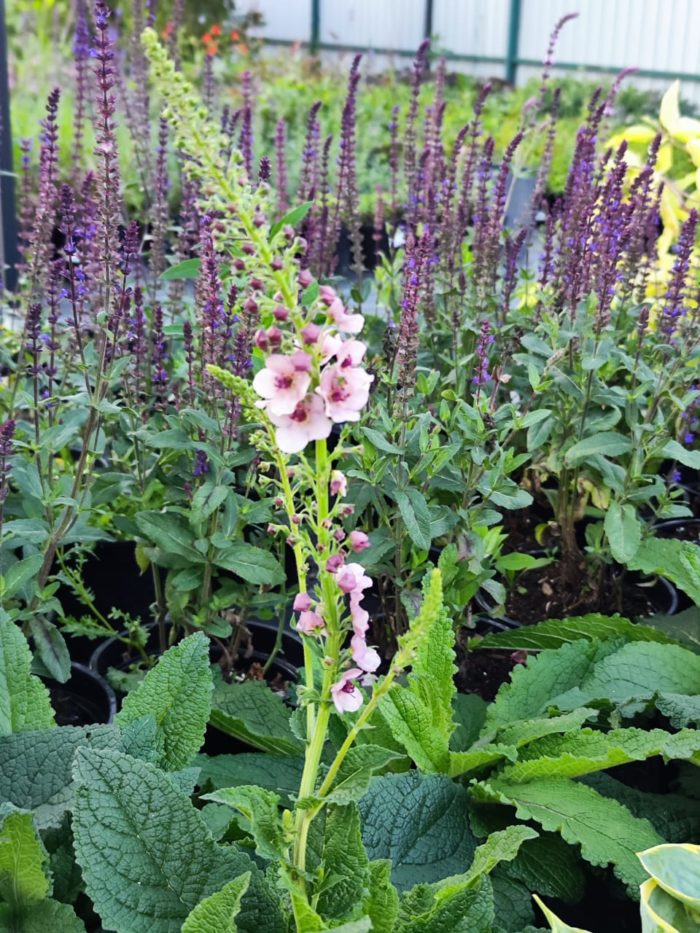 Вербаскум (Verbascum hybrida) Southern Charm