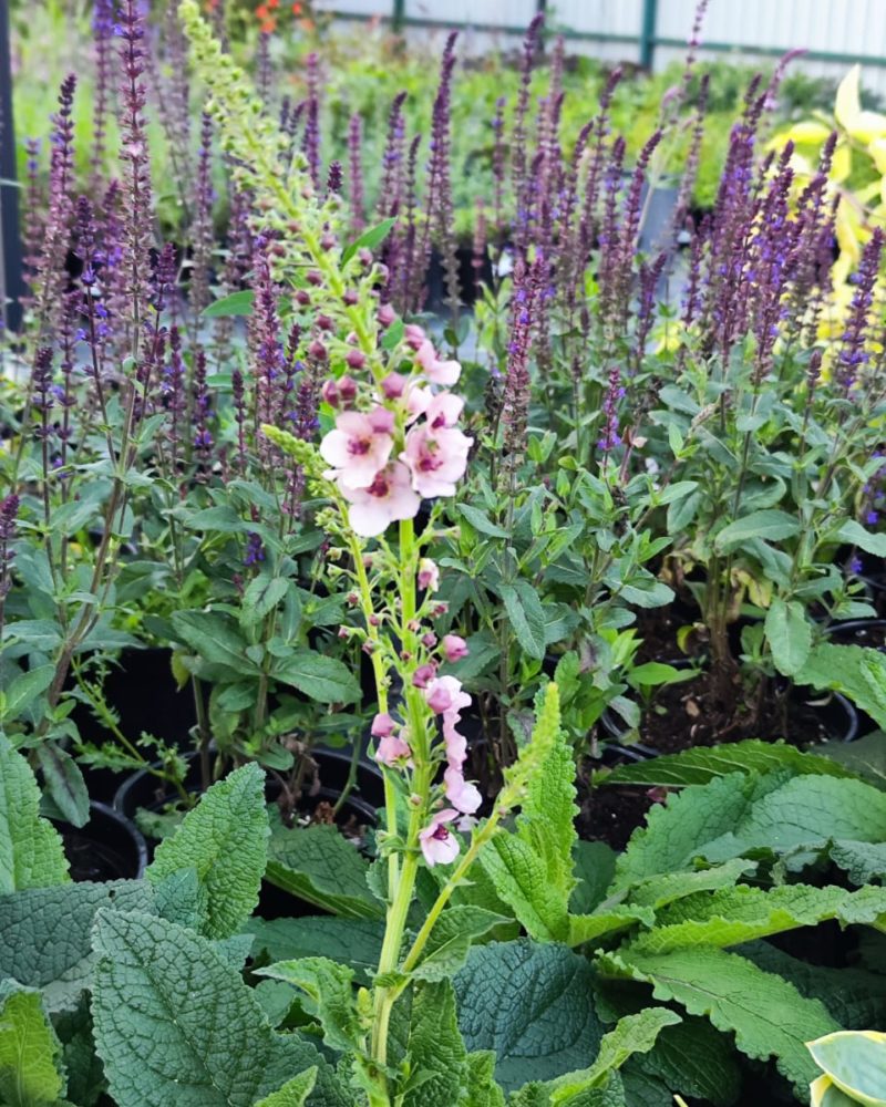 Вербаскум (Verbascum hybrida) Southern Charm