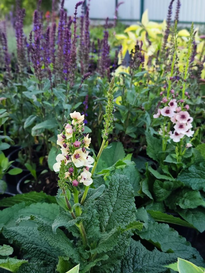 Вербаскум (Verbascum hybrida) Southern Charm