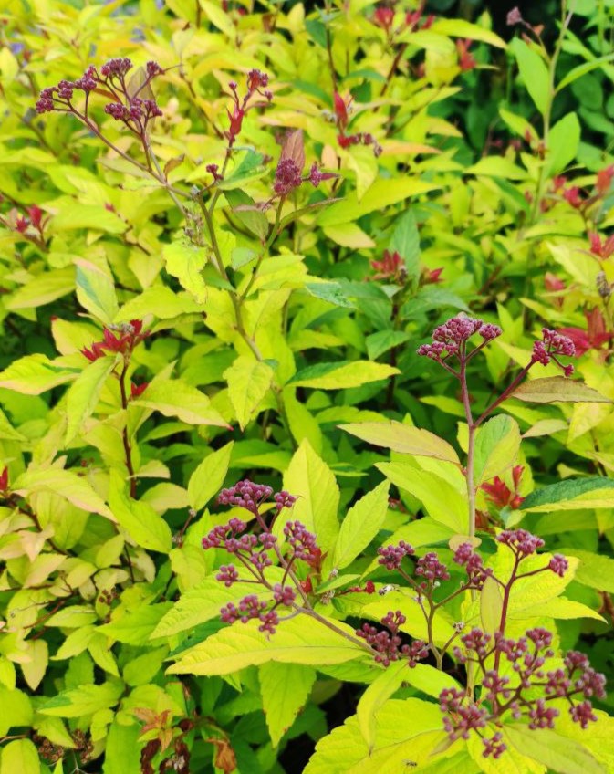 Спирея японская (Spiraea japonica `Sparkling Champagne`