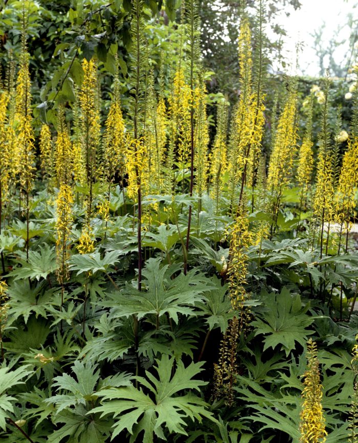 Бузульник Пржевальского (Ligularia przewalskii)