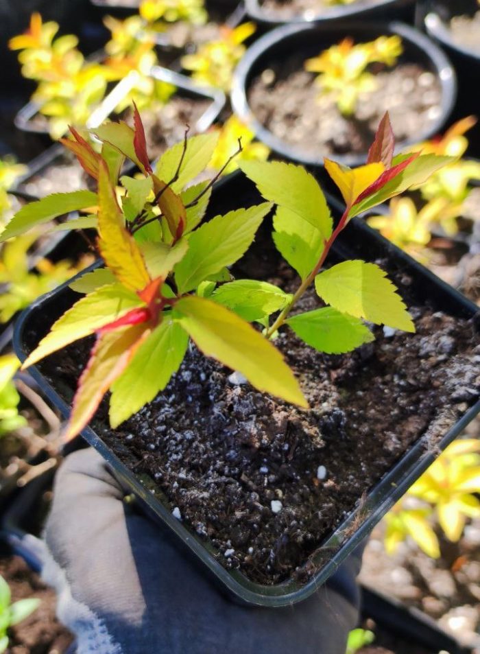 Спирея японская (Spiraea japonica `Sparkling Champagne`