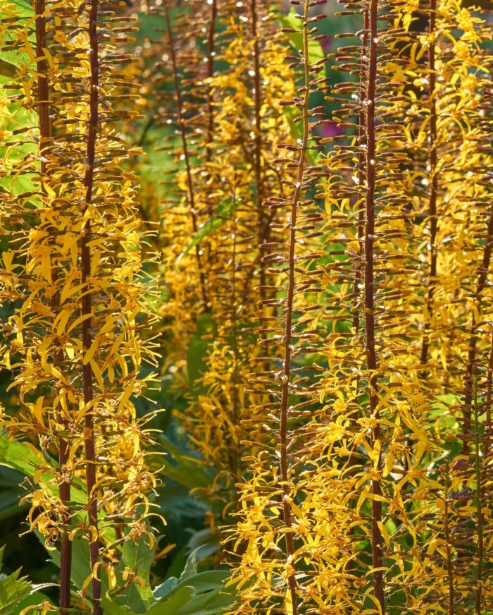 Бузульник Пржевальского (Ligularia przewalskii)