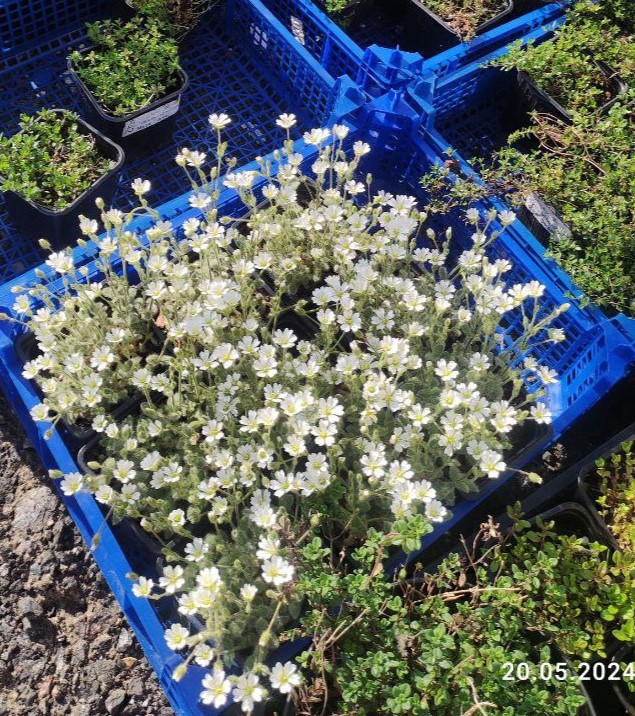 Ясколка альпийская шерстистая (Cerastium alpinum var. lanatum)