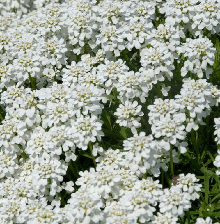 Иберис вечнозеленый (Iberis sempervirens) Schneeflocke