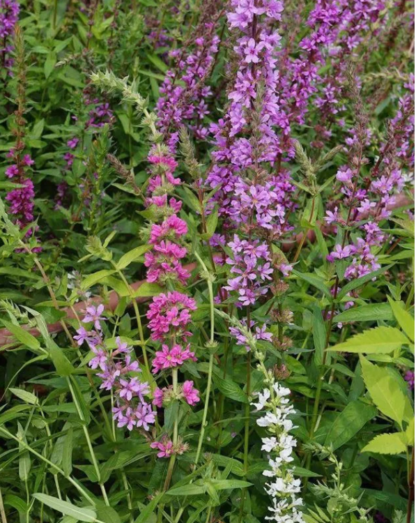 Дербенник иволистный (Lythrum salicaria) Happy Lights