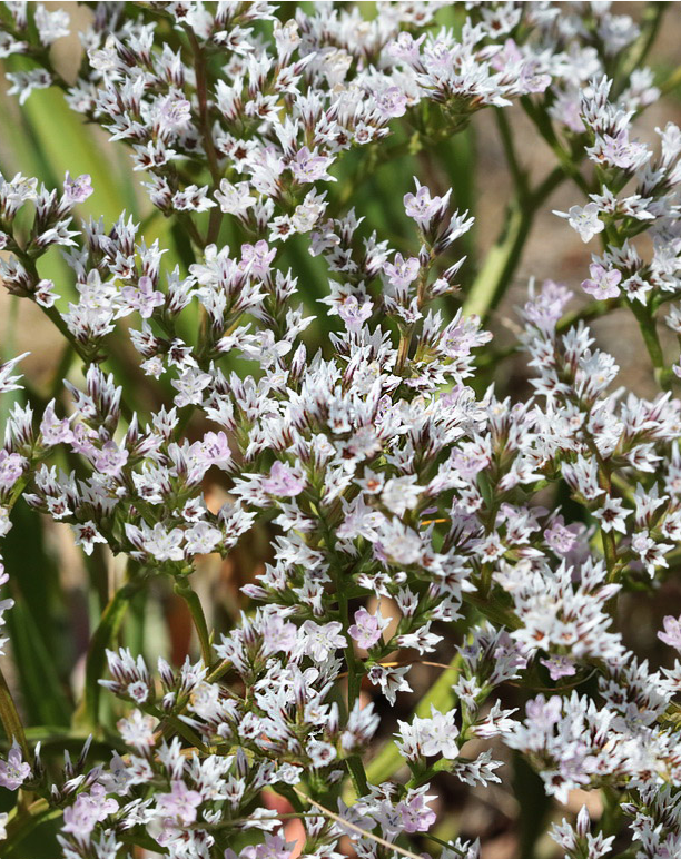 Кермек татарский (Limonium tataricum)