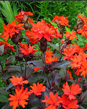 Лихнис аркрайта (Lychnis arkwrightii) Везувий