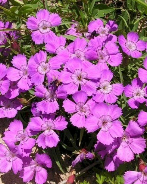 Гвоздика амурская (Dianthus amurensis) лавандовая