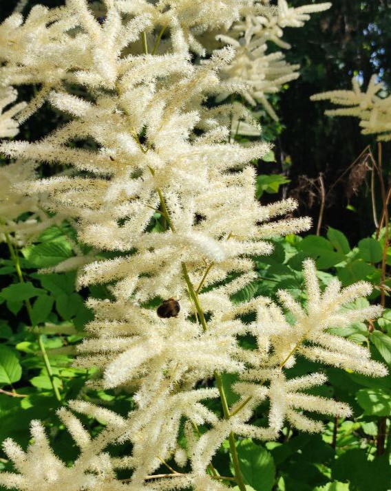 Волжанка двудомная (Aruncus dioicus)