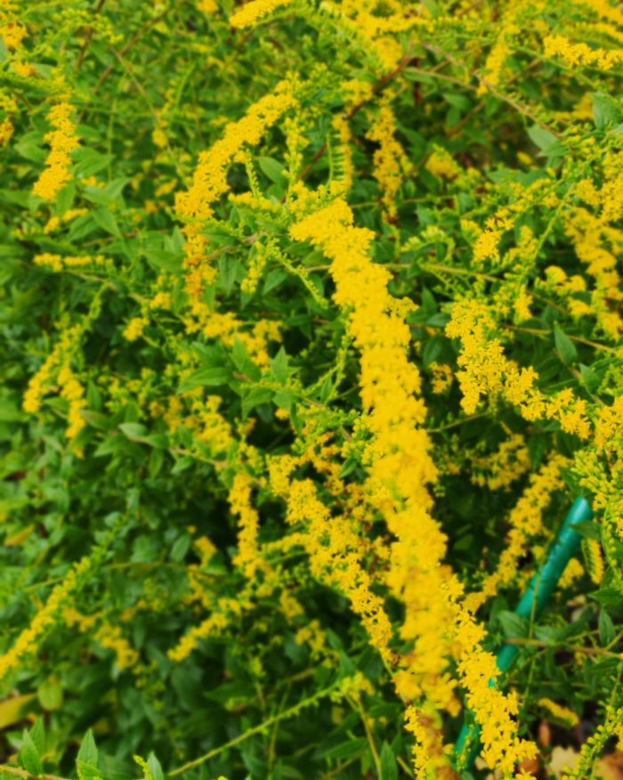 Солидаго морщинистый (Solidago rugosa) Fireworks