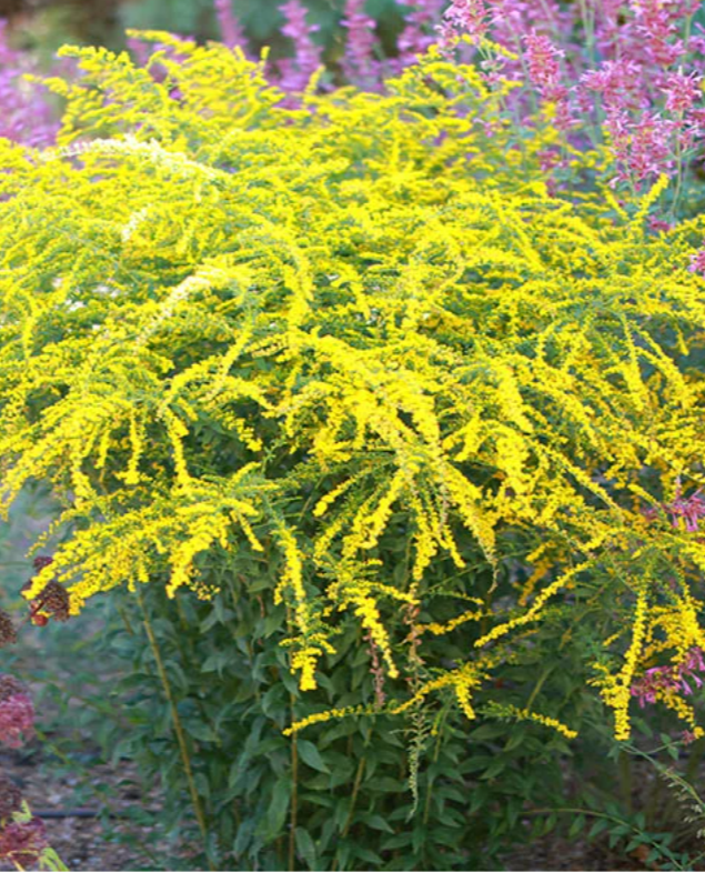 Солидаго морщинистый (Solidago rugosa) Fireworks