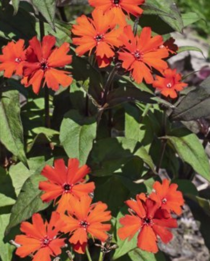 Лихнис аркрайта (Lychnis arkwrightii) Везувий