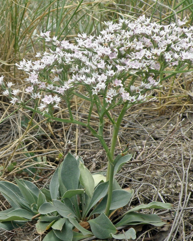 Кермек татарский (Limonium tataricum)