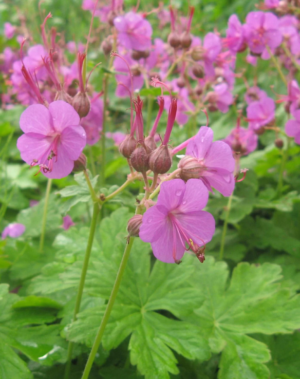 Герань крупнокорневищная (Geranium macrorrhizum) Bevan`s Variety