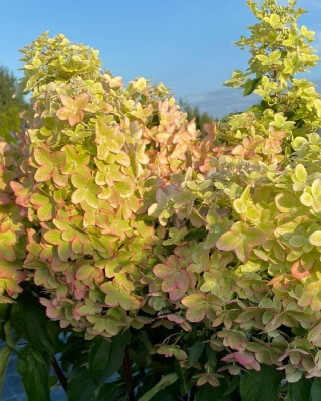 Гортензия метельчатая (Hydrangea paniculata) Metallica