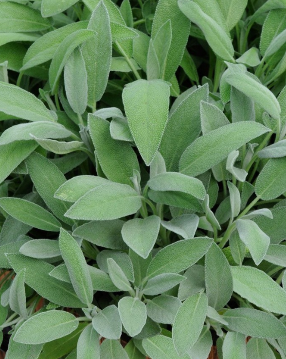 Шалфей лекарственный (Salvia officinalis)