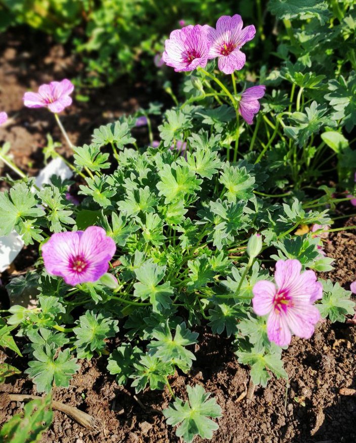 Герань пепельная (Geranium cinereum) Ballerina