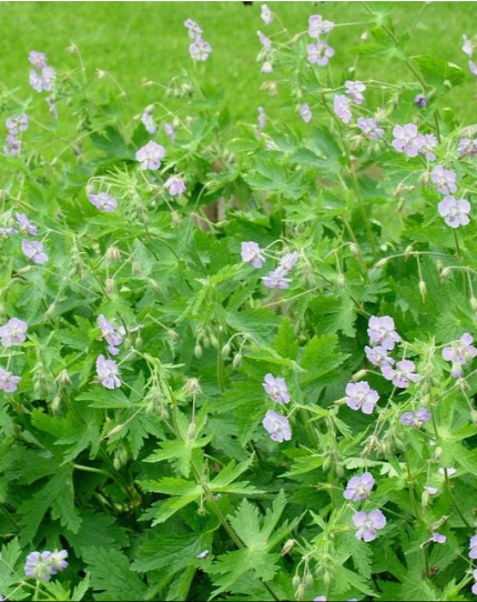 Герань темная (Geranium phaeum) Волкур (Валькирья)