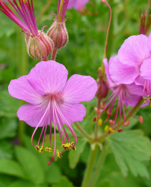 Герань крупнокорневищная (Geranium macrorrhizum) Bevan`s Variety