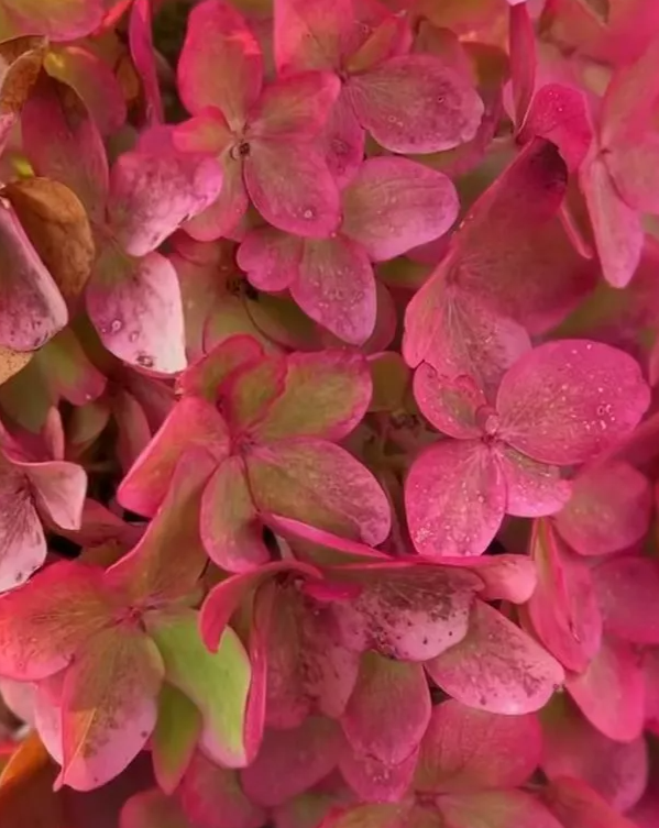 Гортензия метельчатая (Hydrangea paniculata) Metallica