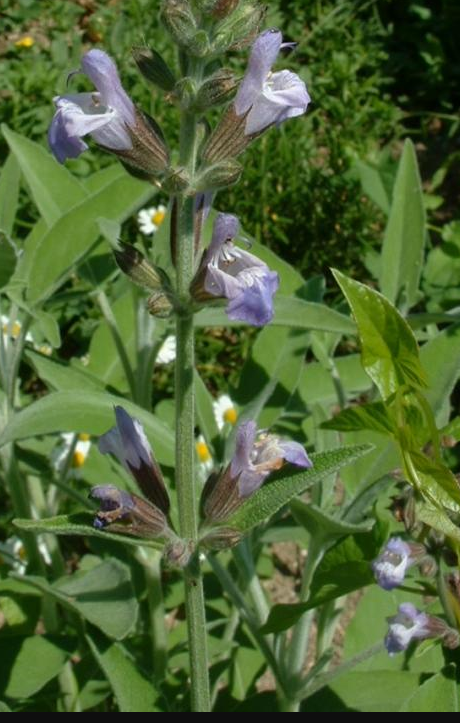 Шалфей лекарственный (Salvia officinalis)