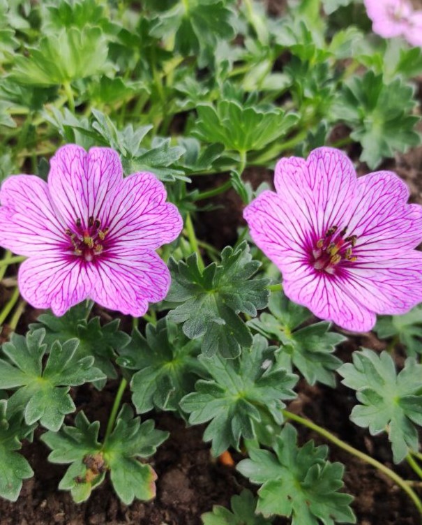 Герань пепельная (Geranium cinereum) Ballerina