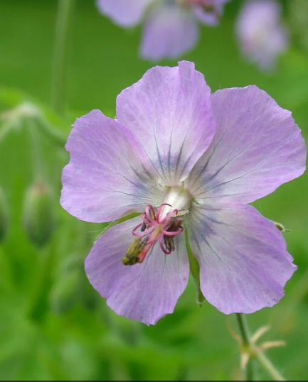 Герань темная (Geranium phaeum) Волкур (Валькирья)