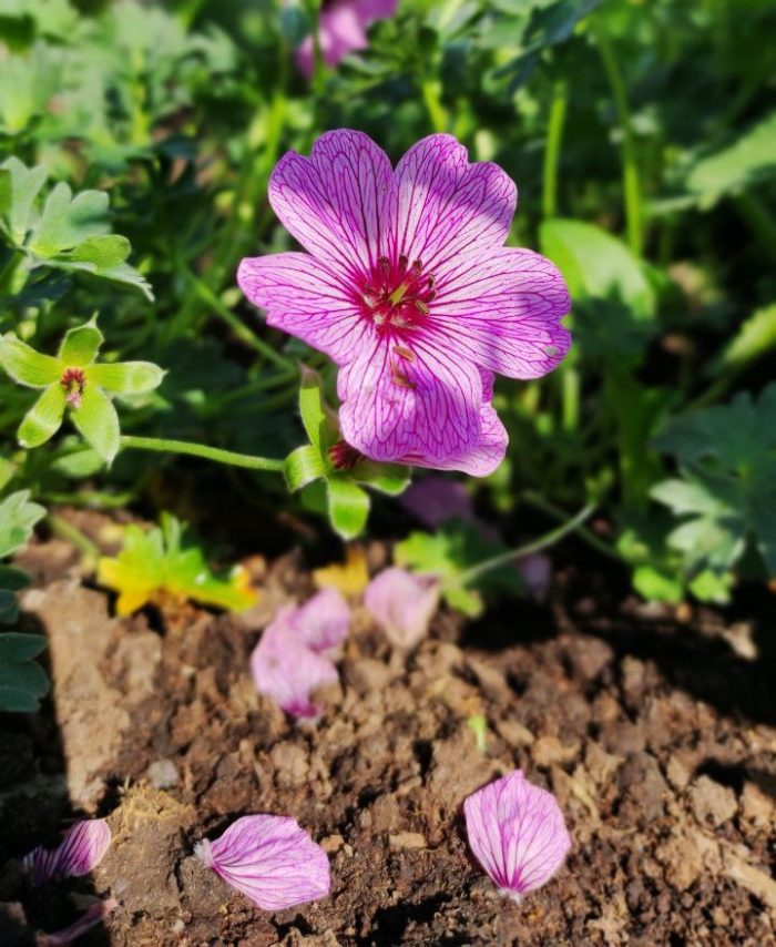 Герань пепельная (Geranium cinereum) Ballerina