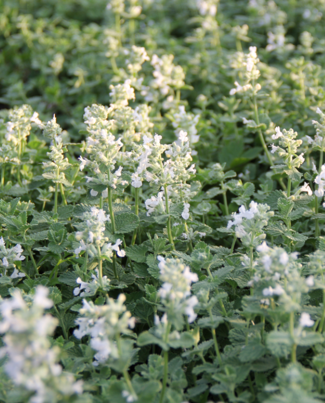 Котовник Фассена (Nepeta faassenii) Snowflake