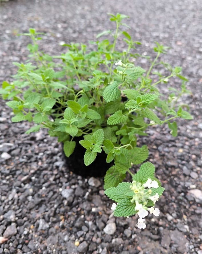 Котовник Фассена (Nepeta faassenii) Snowflake