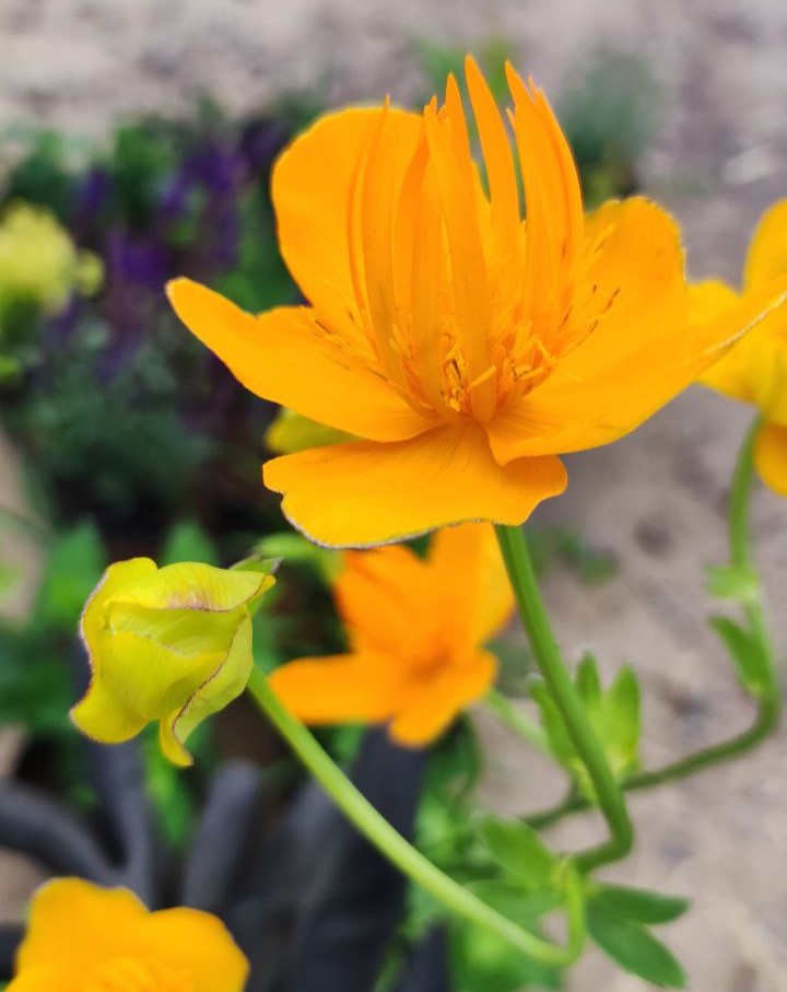 Купальница китайская (Trollius chinensis)_