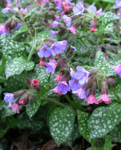 Медуница сахарная (Pulmonaria saccharata)