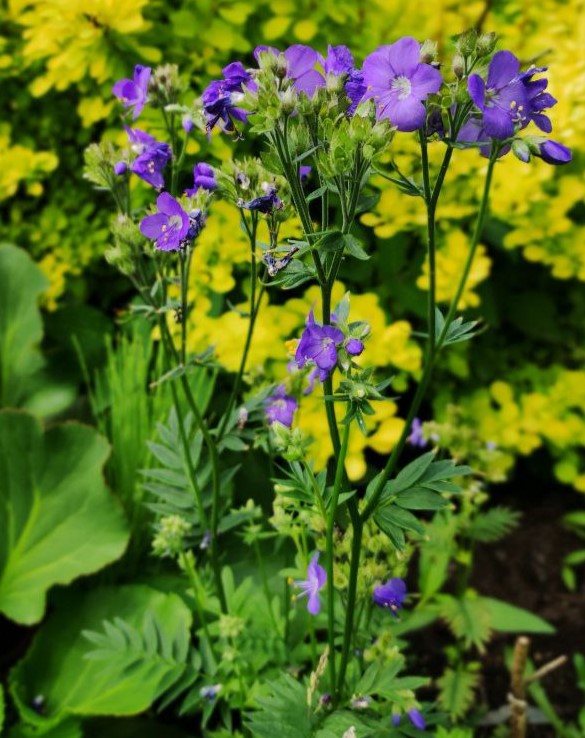 Синюха голубая (Polemonium caeruleum)