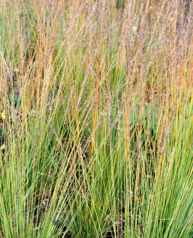 Молиния голубая (Molinia caerulea ) Heidebraut