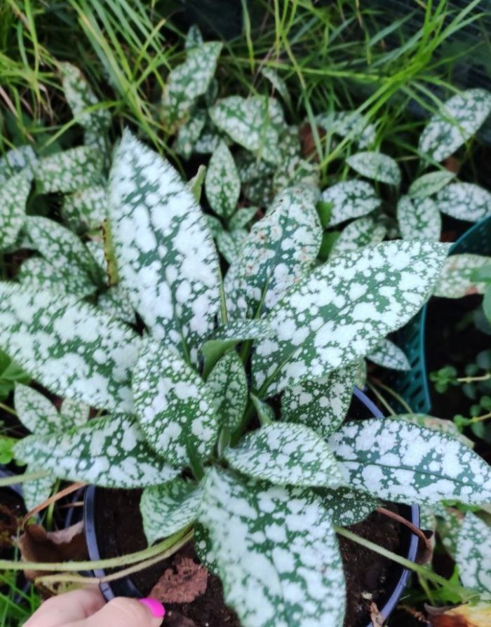 Медуница сахарная (Pulmonaria saccharata)