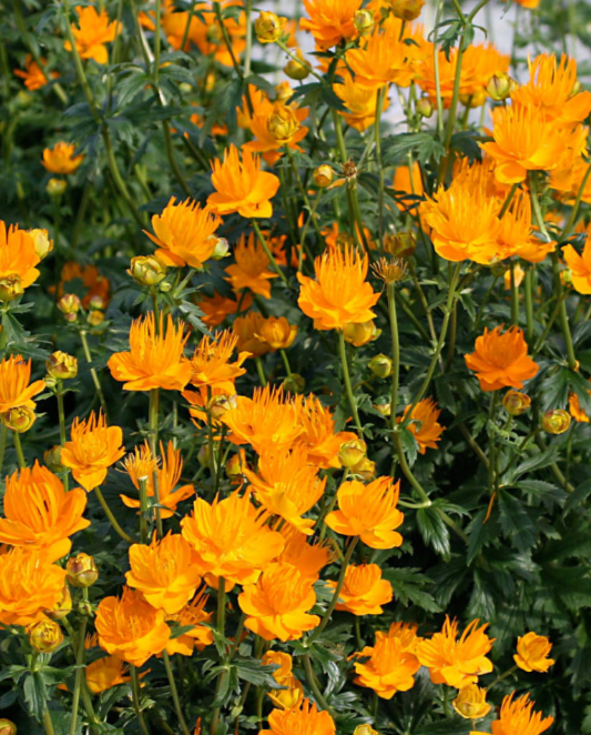 Купальница китайская (Trollius chinensis)