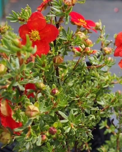 Лапчатка кустарниковая (Potentilla fruticosa) Marian Red Robin