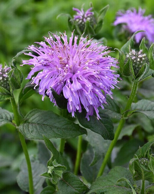 Монарда гибридная (Monarda hybrid) Blue Moon