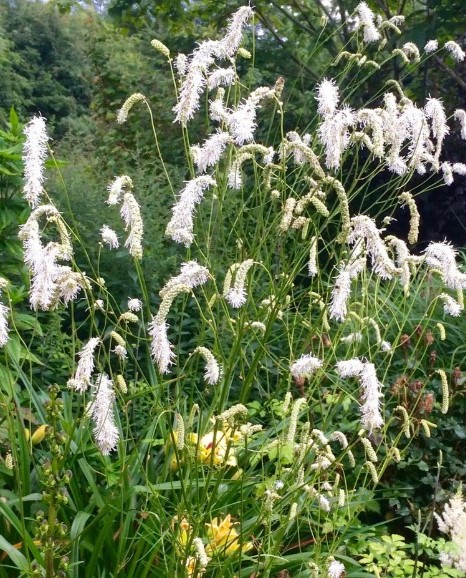 Кровохлебка тонколистная (Sanguisorba tenuifolia ) Alba