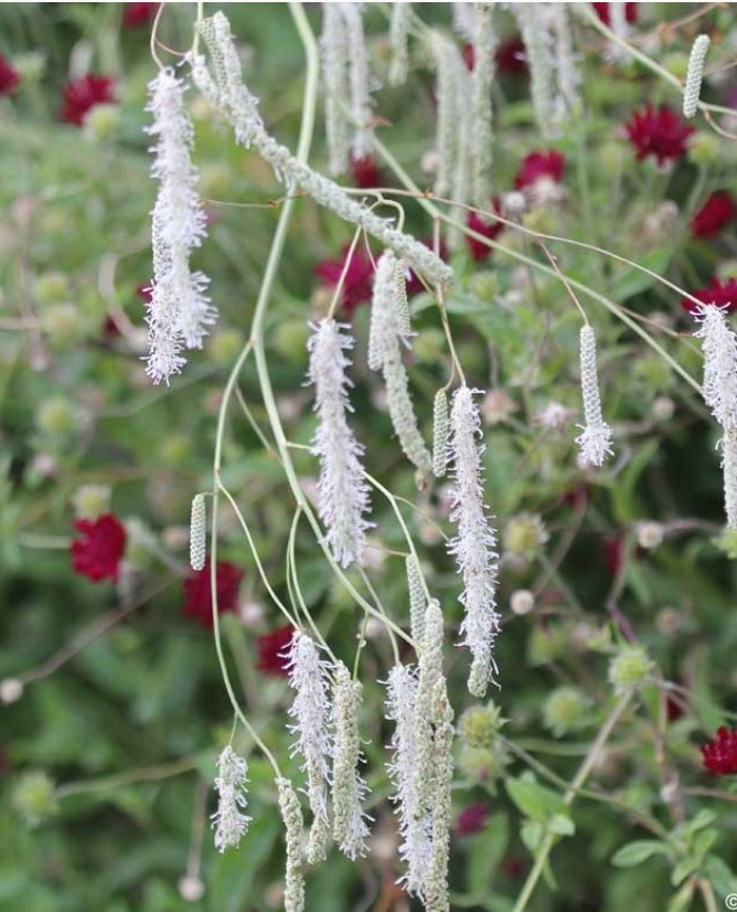 Кровохлебка тонколистная (Sanguisorba tenuifolia) Alba