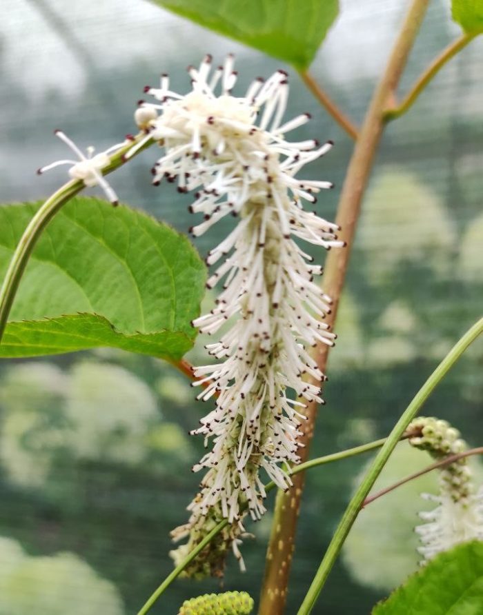 Кровохлебка тонколистная (Sanguisorba tenuifolia) Alba