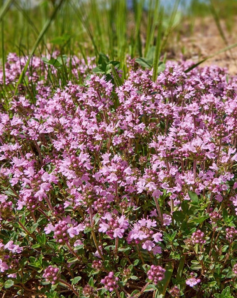 Тимьян ползучий (Thymus serpyllum) Magic Carpet