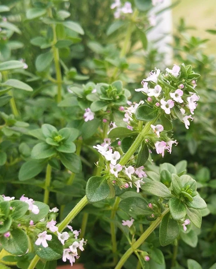 Тимьян лимоннопахнущий (Thymus citriodorus) Doony Welly