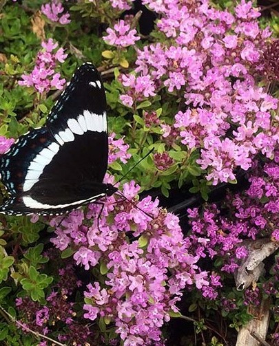 Тимьян ползучий (Thymus serpyllum) Magic Carpet