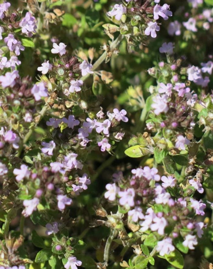 Тимьян лимоннопахнущий (Thymus citriodorus) Doony Welly