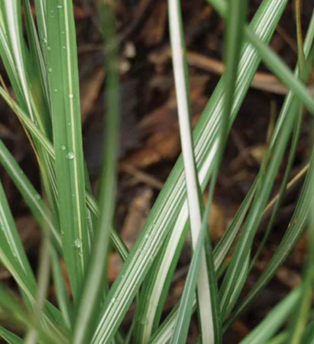 Вейник остроцветковый «Аваланш» (Calamagrostis acutiflora Avalanche) Вейник остроцветковый "Аваланш" (Calamagrostis acutiflora Avalanche)