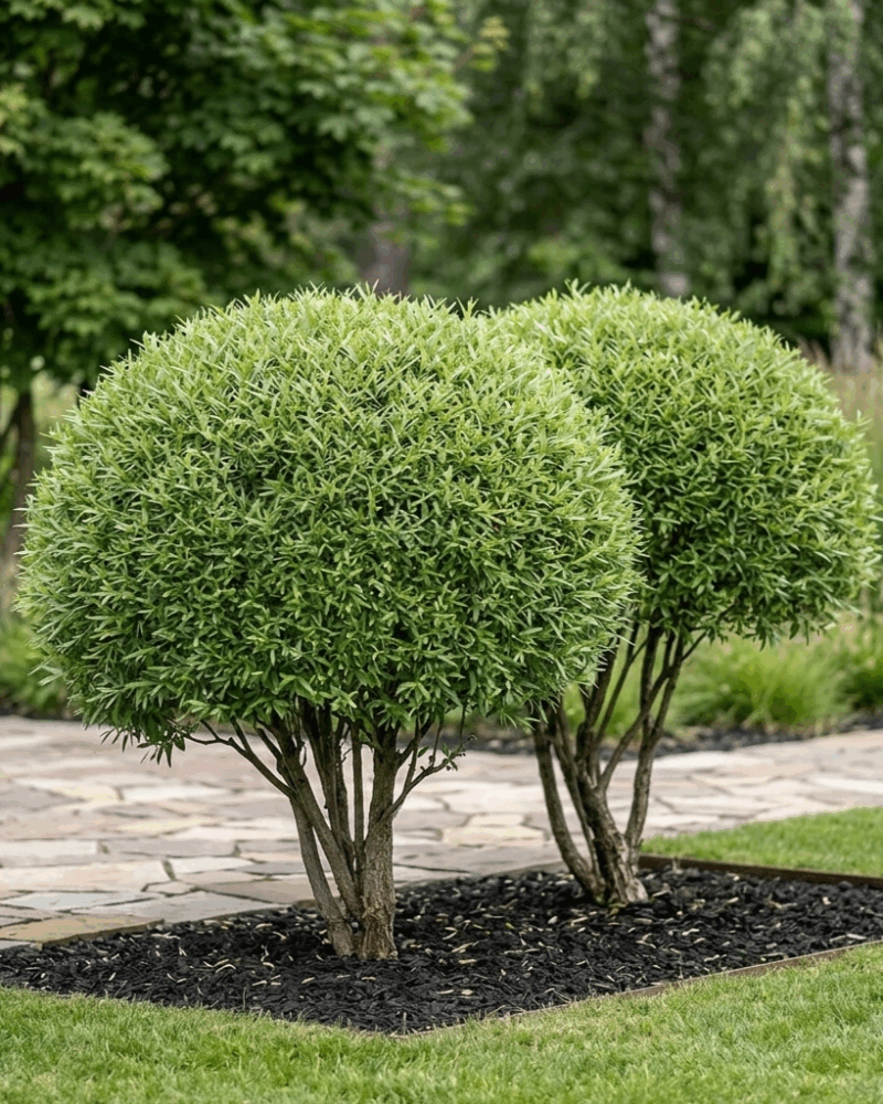 Ива ломкая "Булата" (Salix fragilis Bullata)