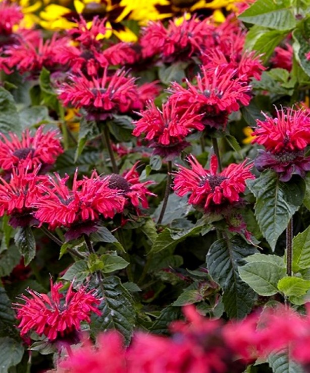 Монарда гибридная (Monarda hybrid) Bee Happy