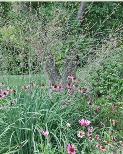 Молиния тростниковая (Molinia arundinacea) Fontane